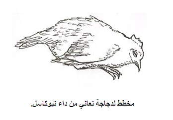 مرض النيوكاسل